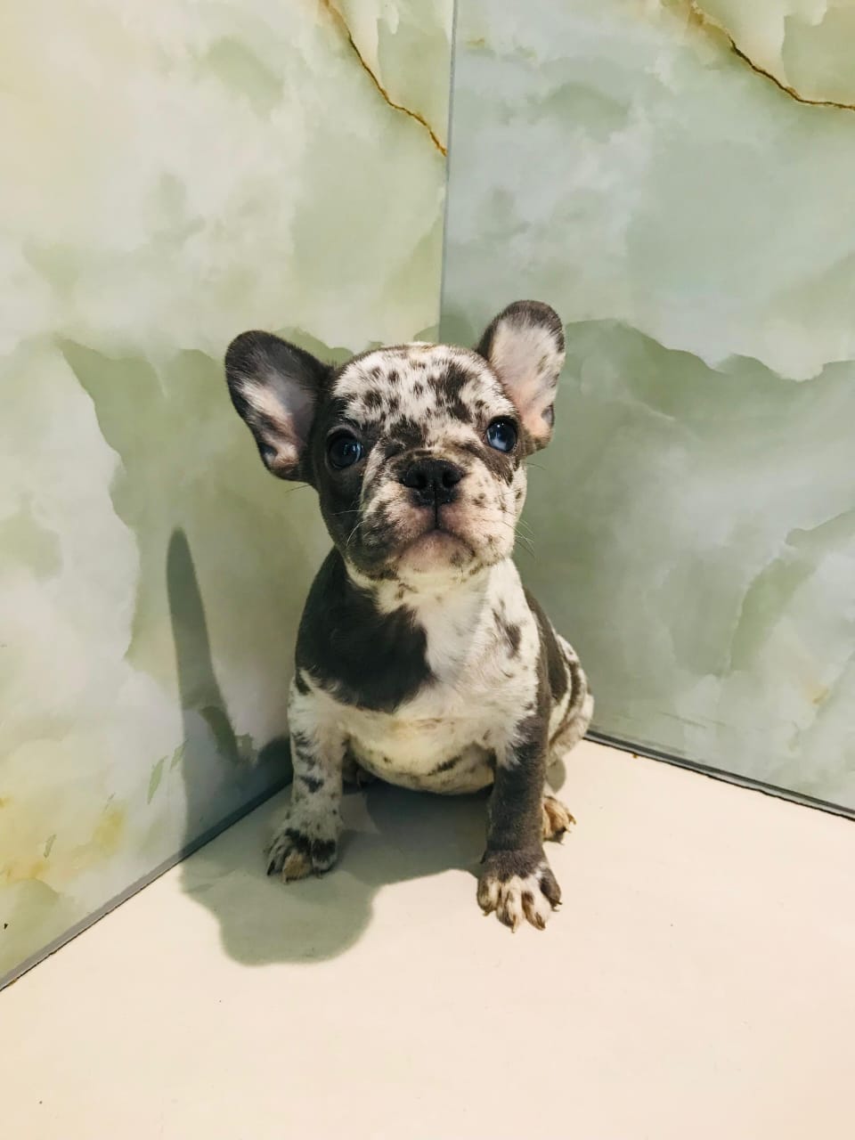Merle French Bull Dog Female