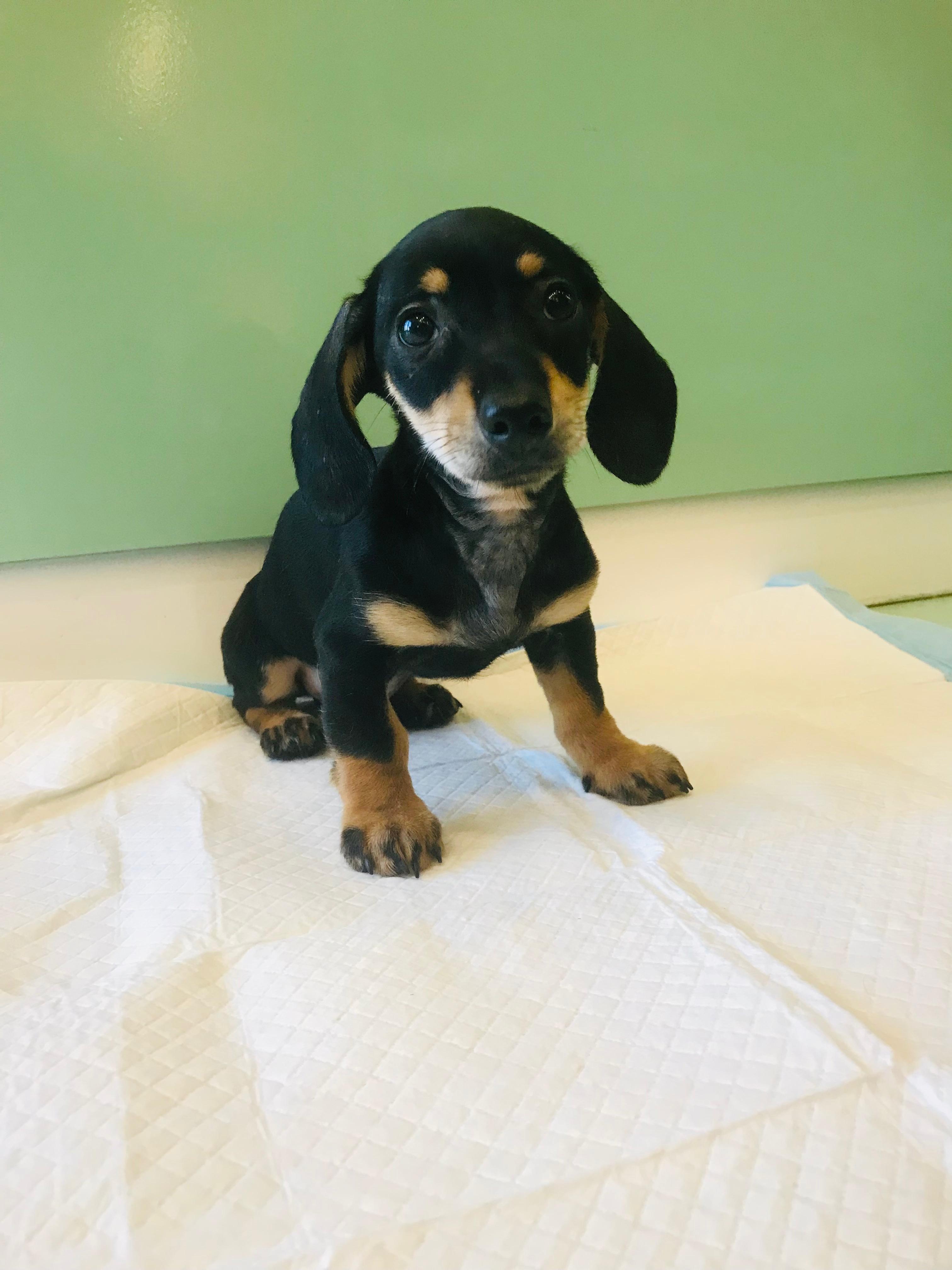 Dachshund Puppy