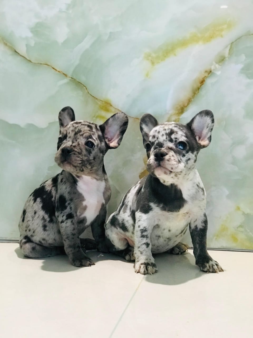 Merle French Bull Dog Female