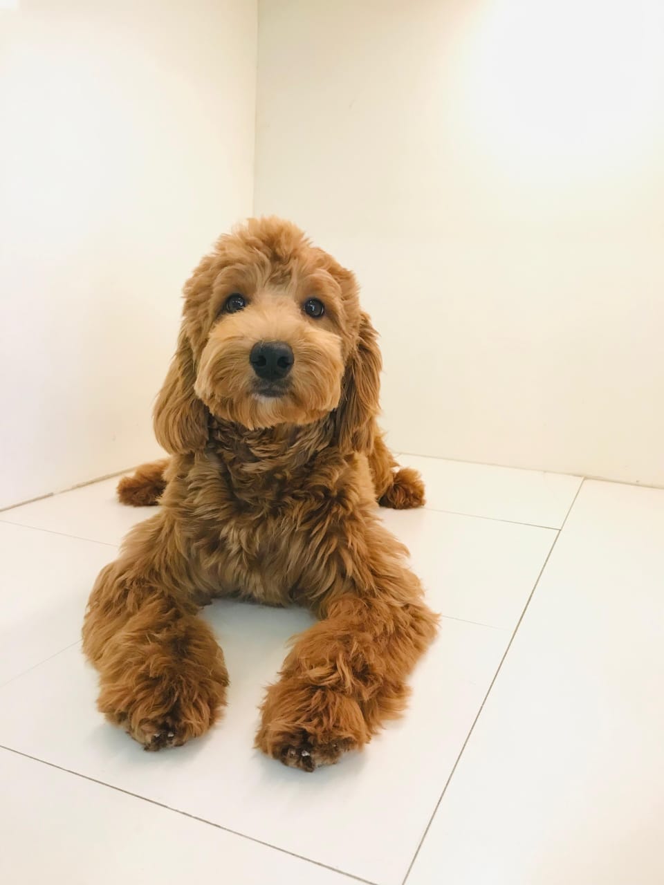 Female Golden Doodle