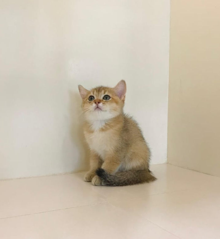 Ny12 Kitten Male