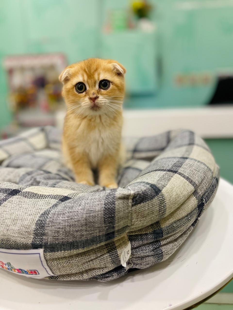 Scottish Fold Golden Chinchilla Kitten