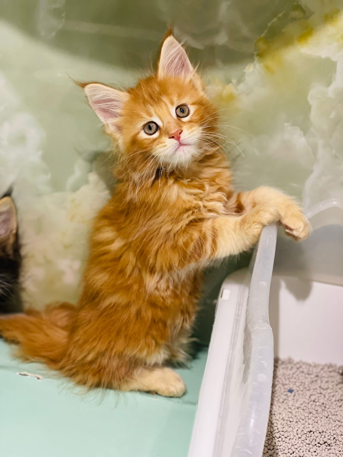 Maine Coon Male Kitten