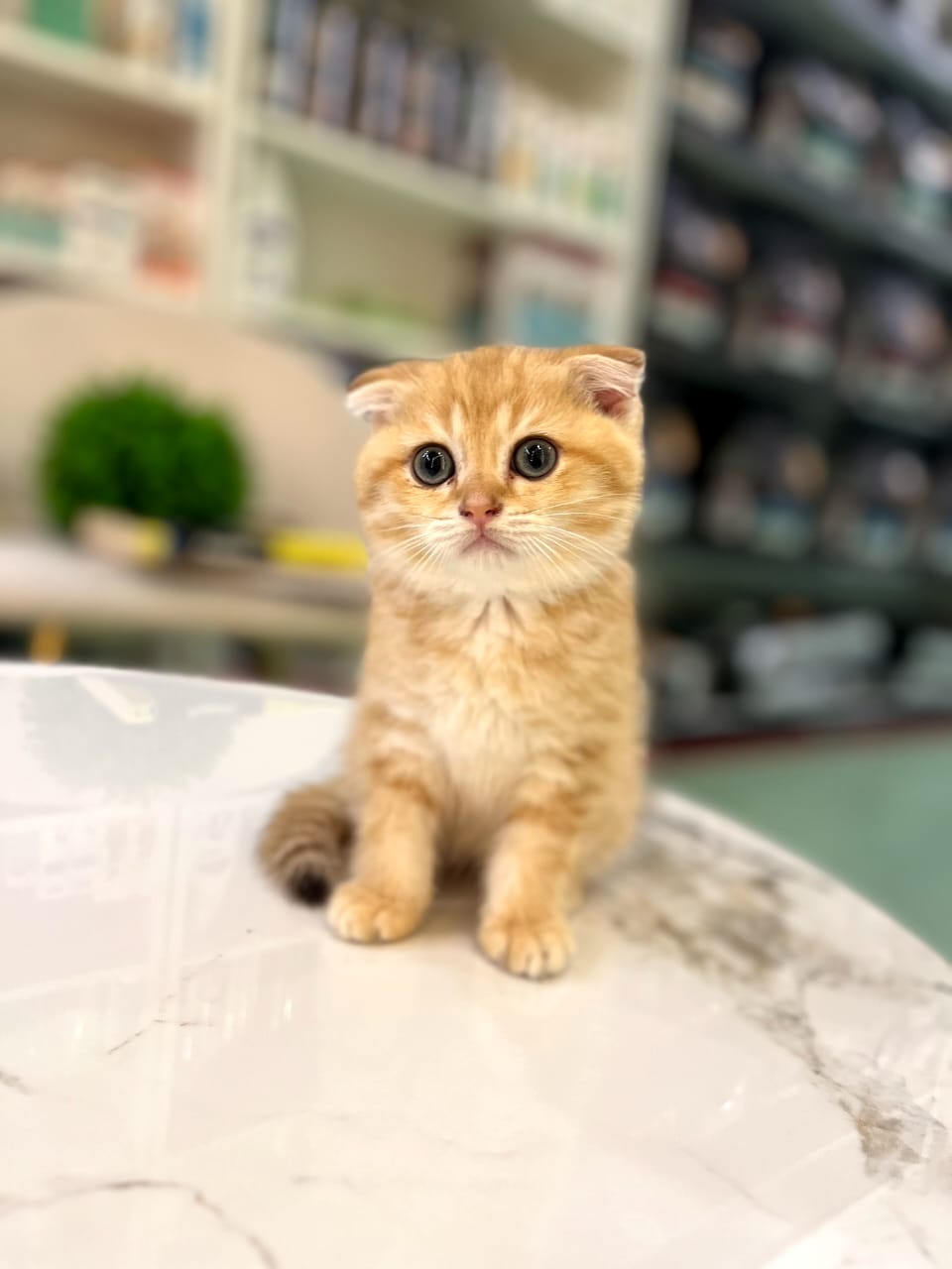Scottish Fold kittens