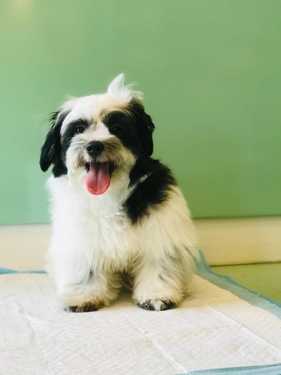 Havanese Male Puppy