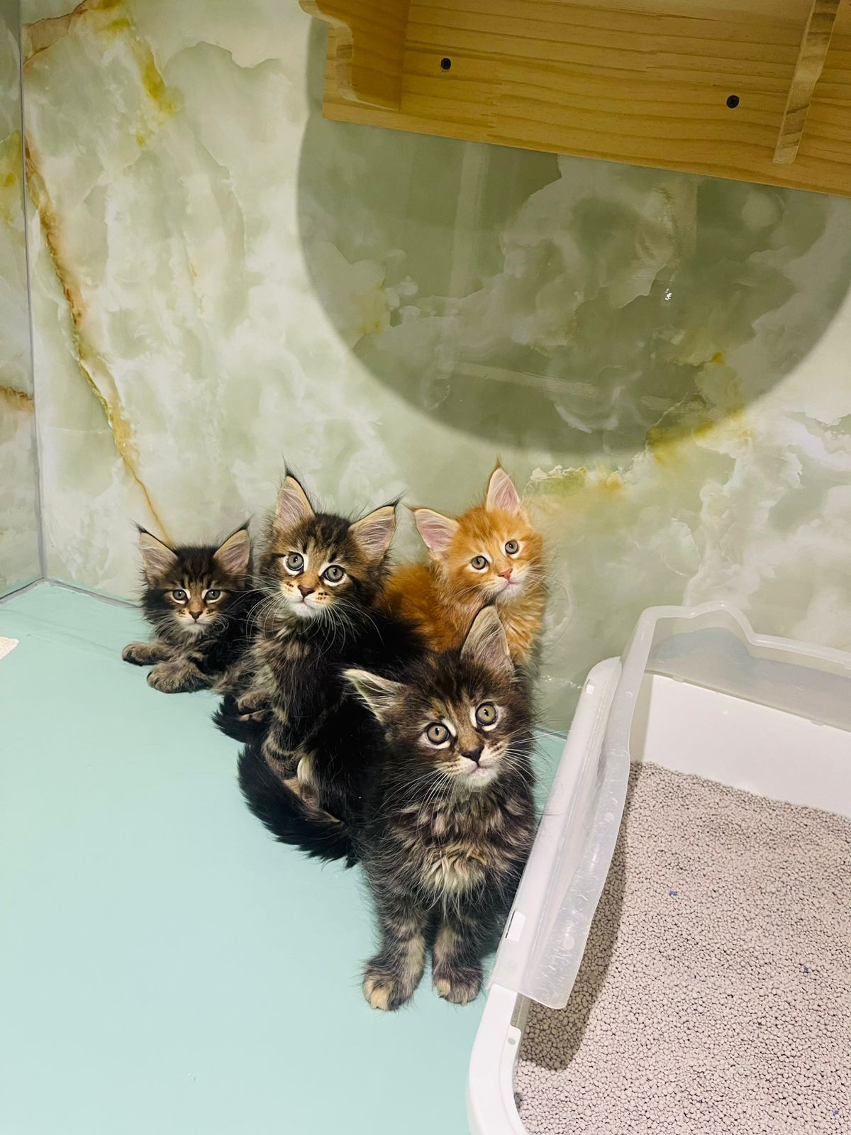 Maine Coon Kitten