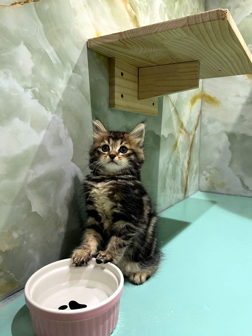 Siberian Kittens
