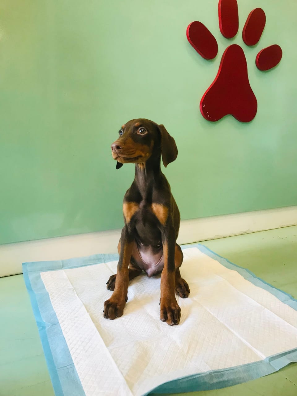 Doberman Puppies Female