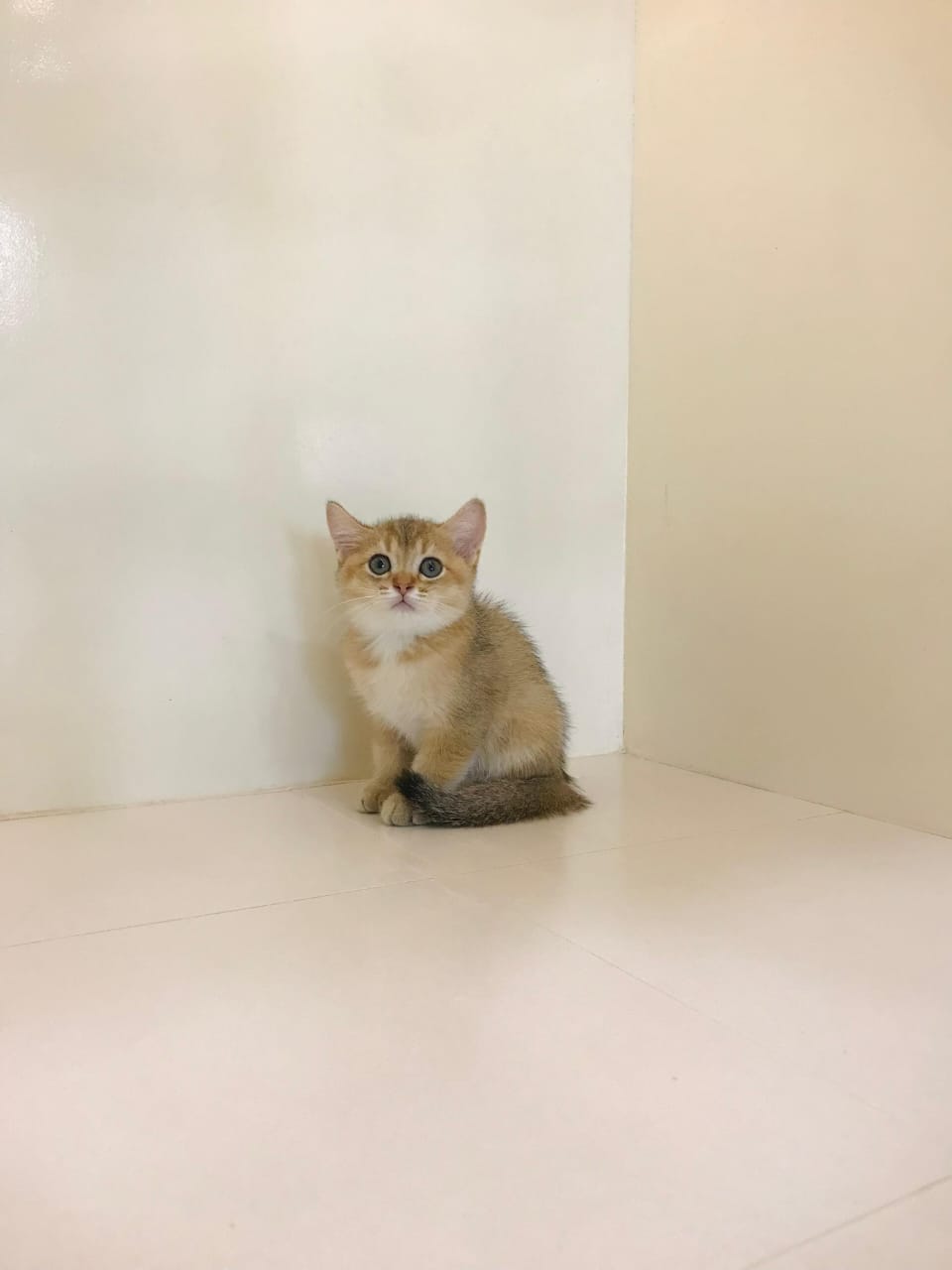 Ny12 Kitten Male