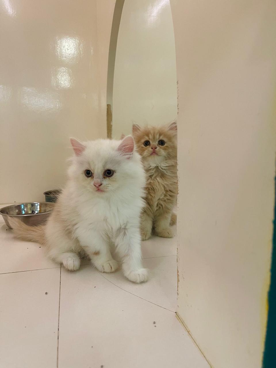 Persian Kitten