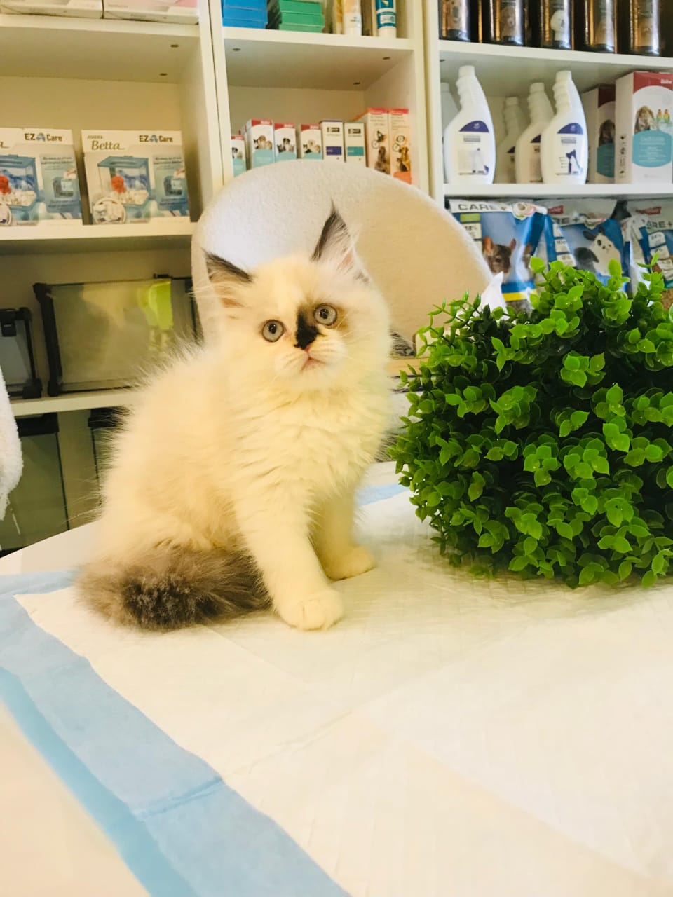Ragdoll Kitten Female