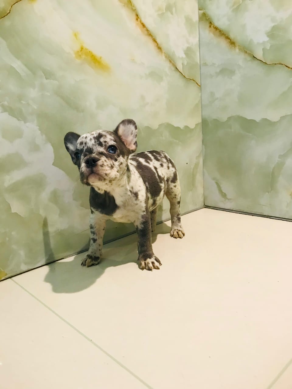 Merle French Bull Dog Female