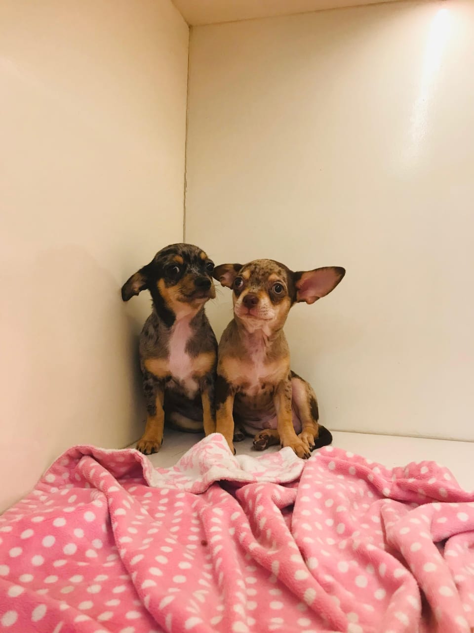 Merle Chihuahua Male