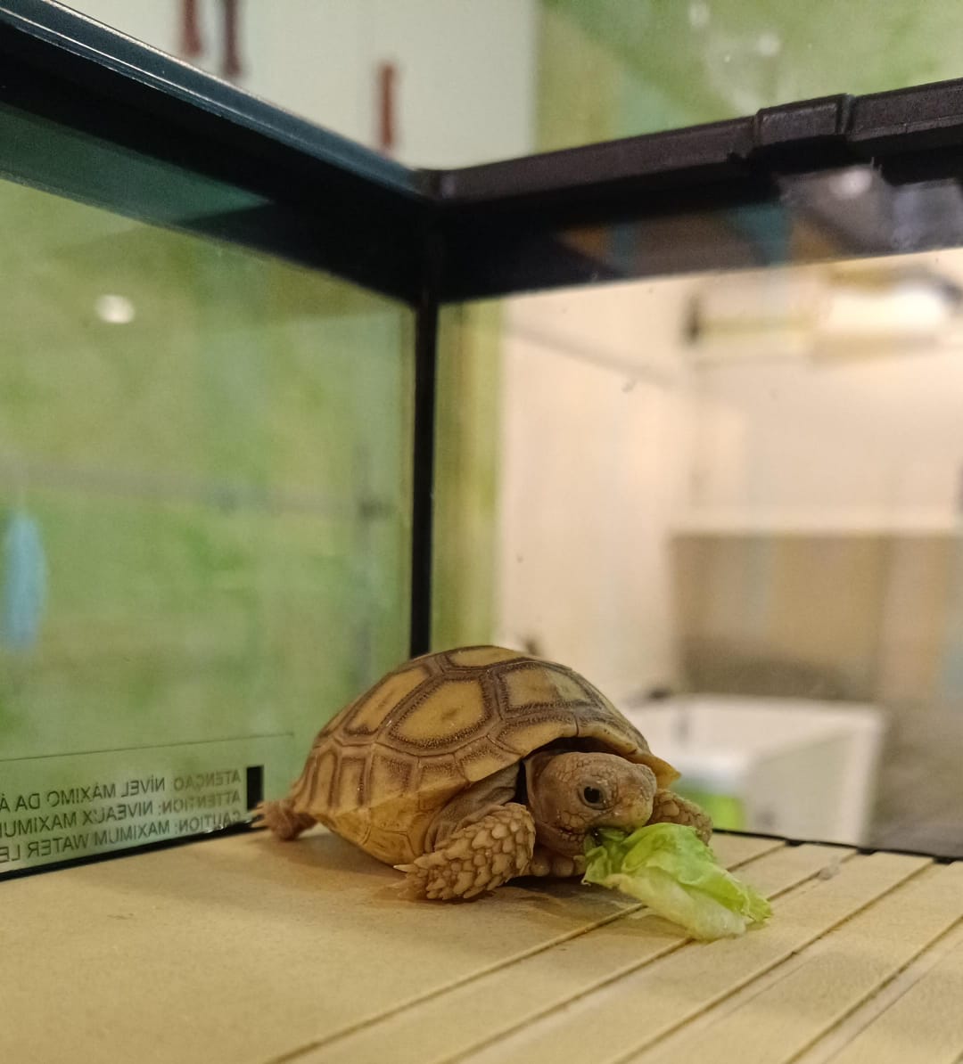 African Spurred Tortoise (Sulcata Tortoise)