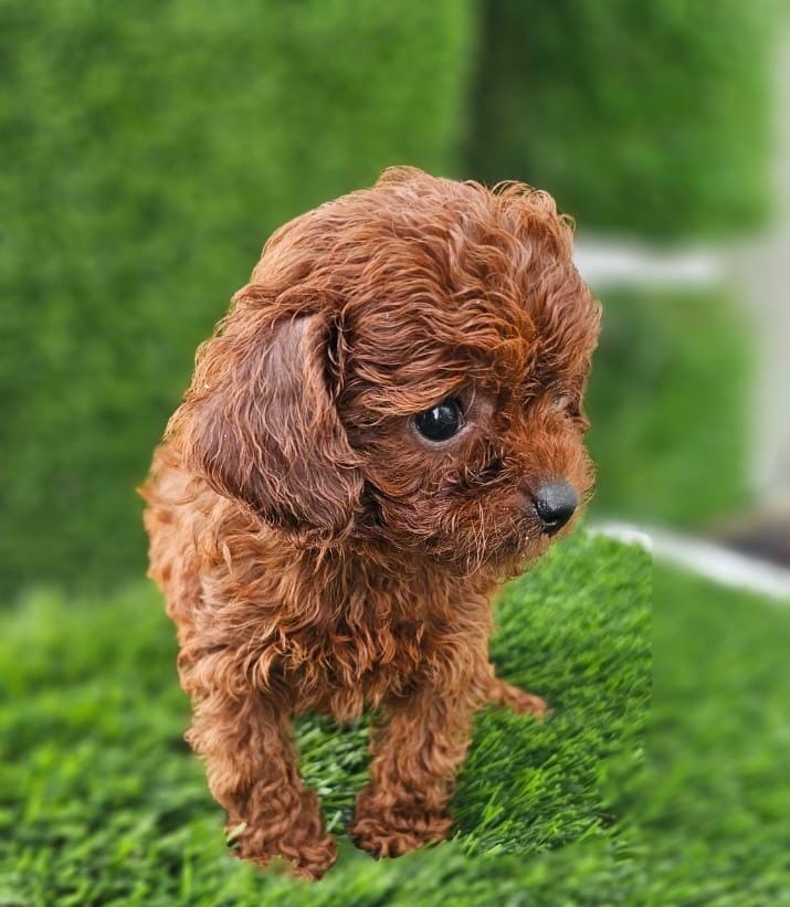 Teacup Poodle