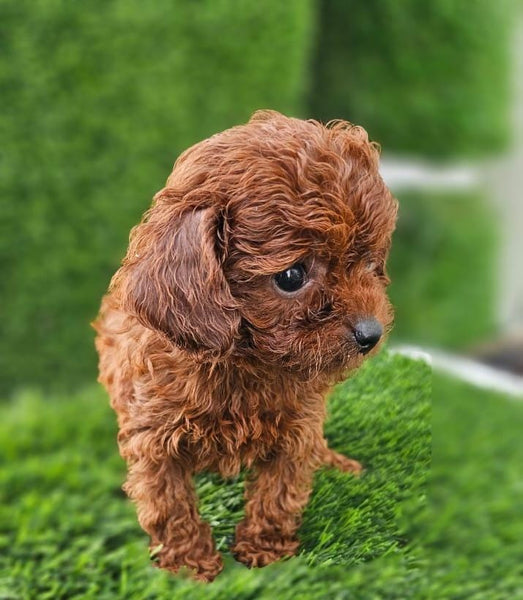 Teacup Poodle – Furry Babies Animals Trading