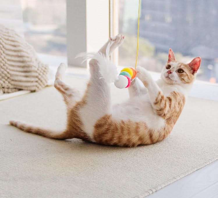 Cat Simulated Caterpillar Interactive Toy