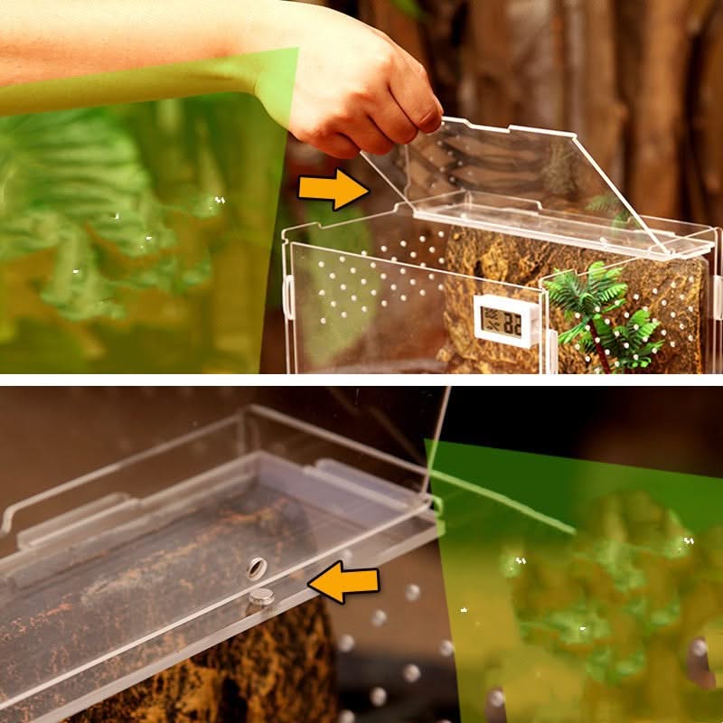 Reptiles Transparent Box