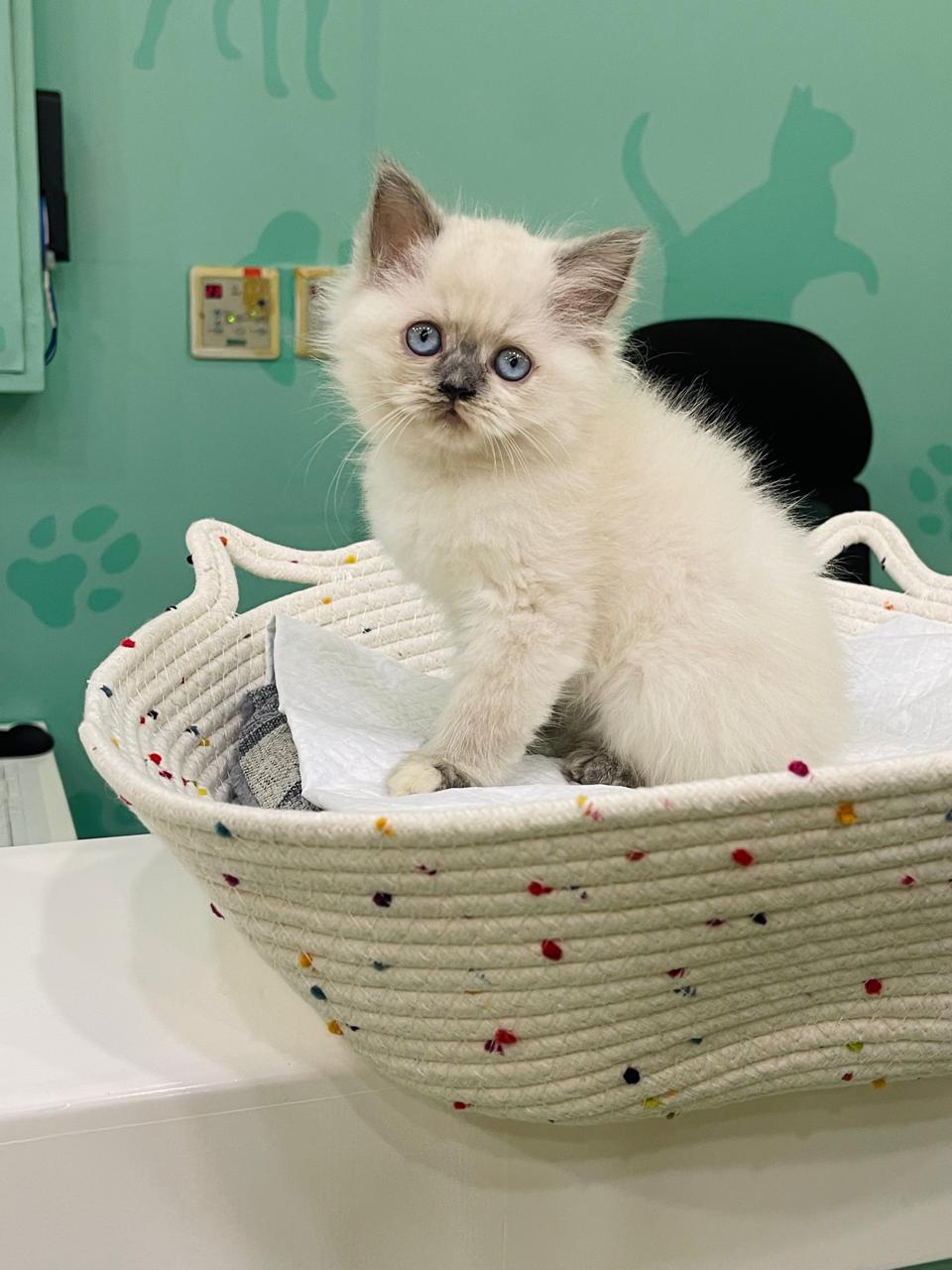 Himalayan Female Kitten