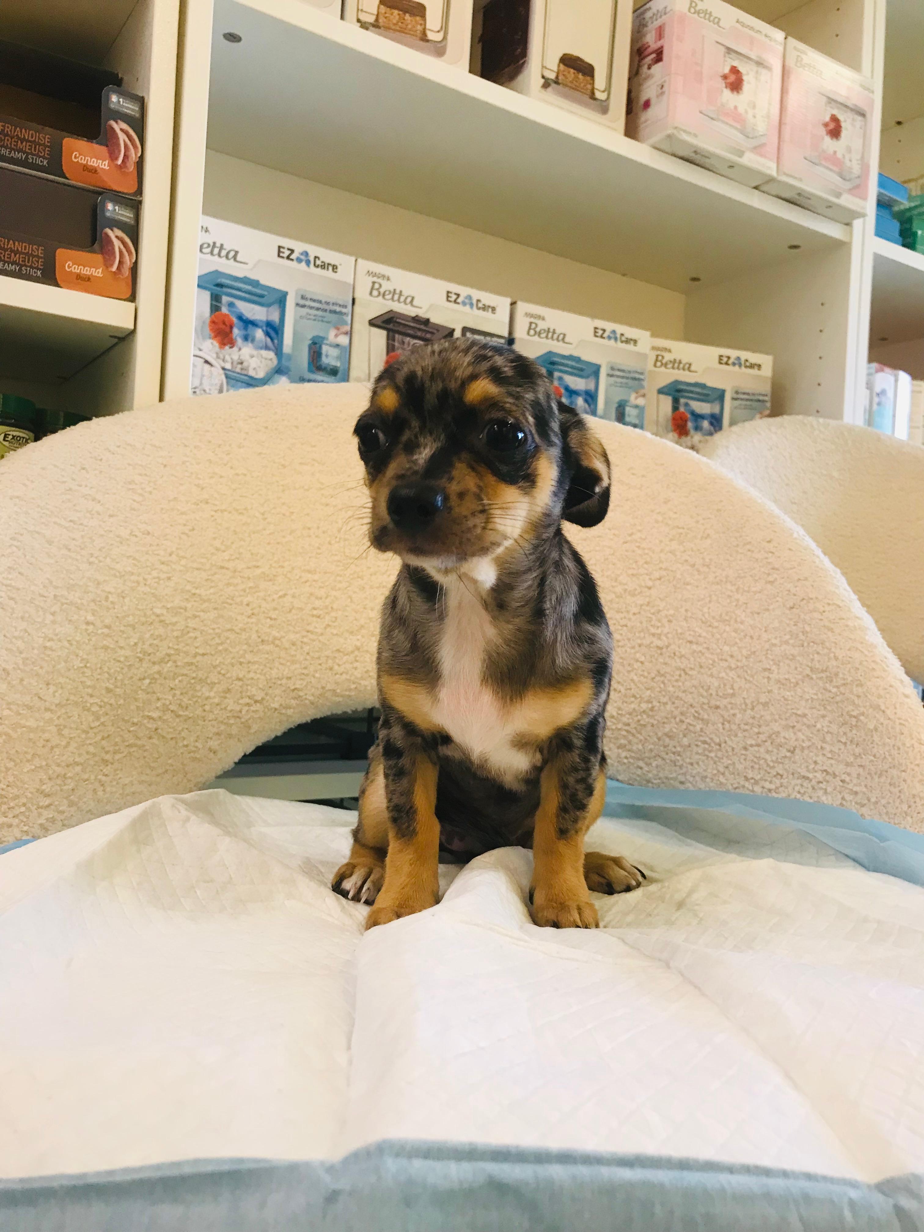Merle Chihuahua Female