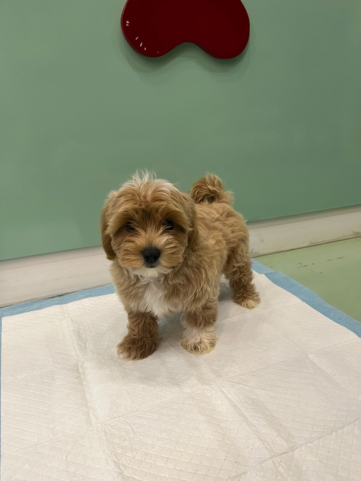 Maltipoo Male Puppy