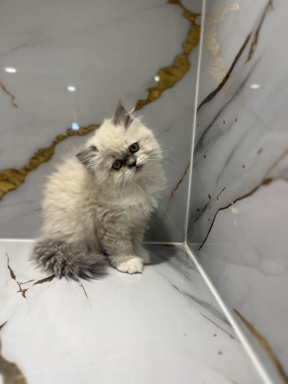 Ragdoll Kitten