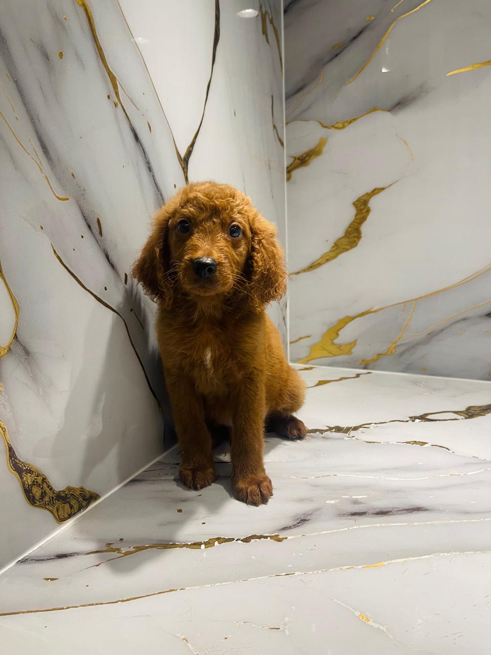 Golden Doodle Male Puppy