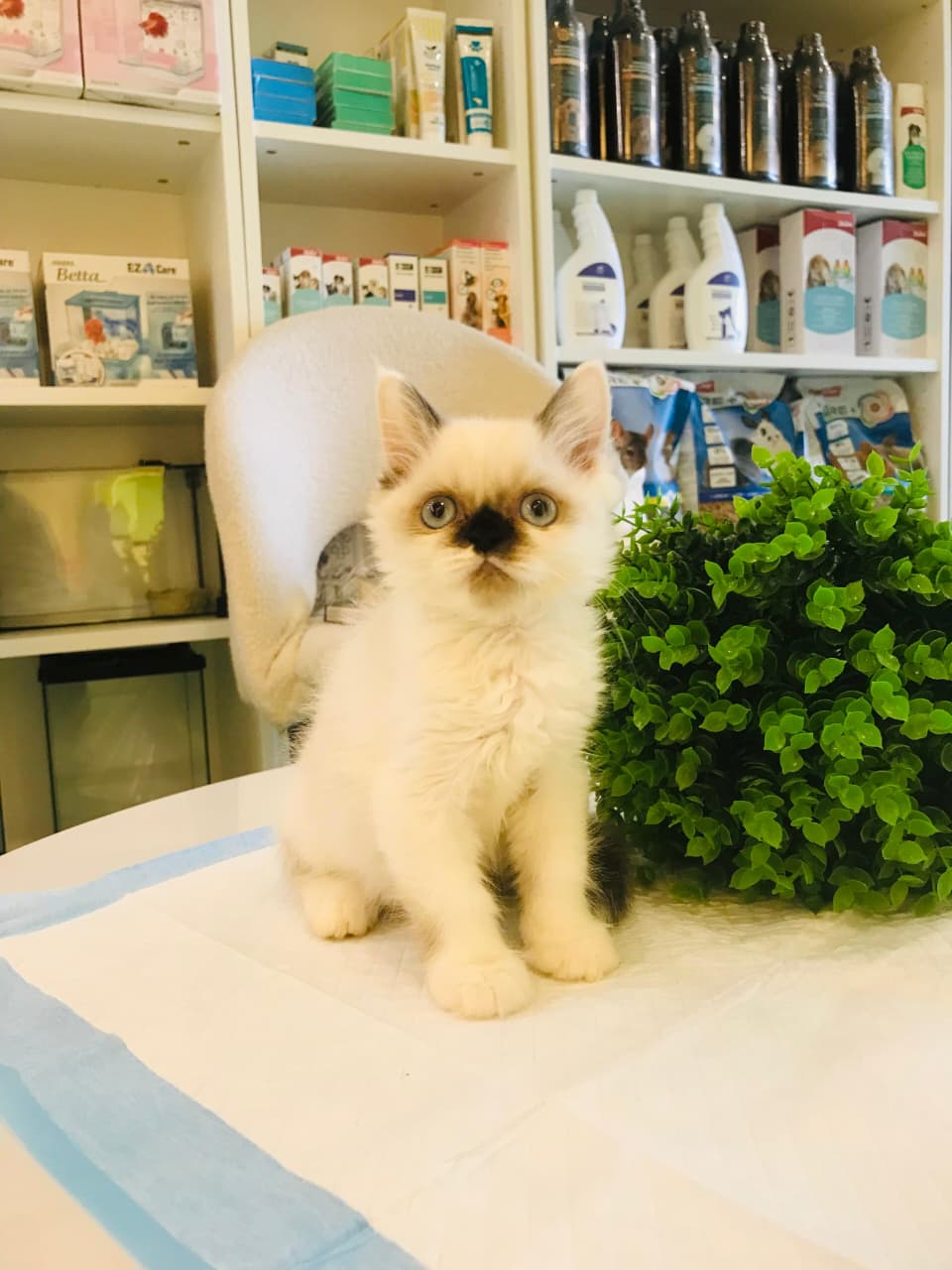 Ragdoll Kitten Male