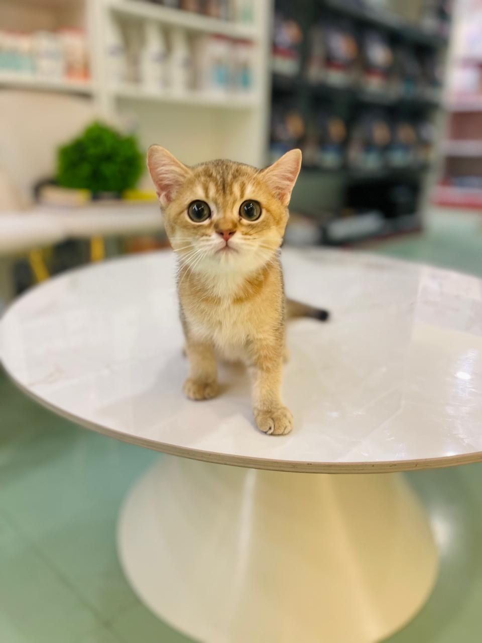 British Short Hair Golden Chinchilla Kitten Male