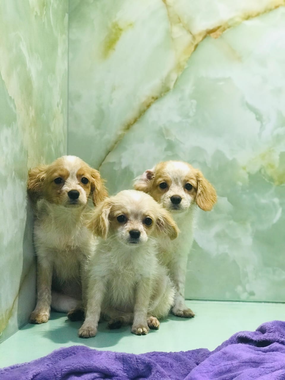Cavapoo Puppy