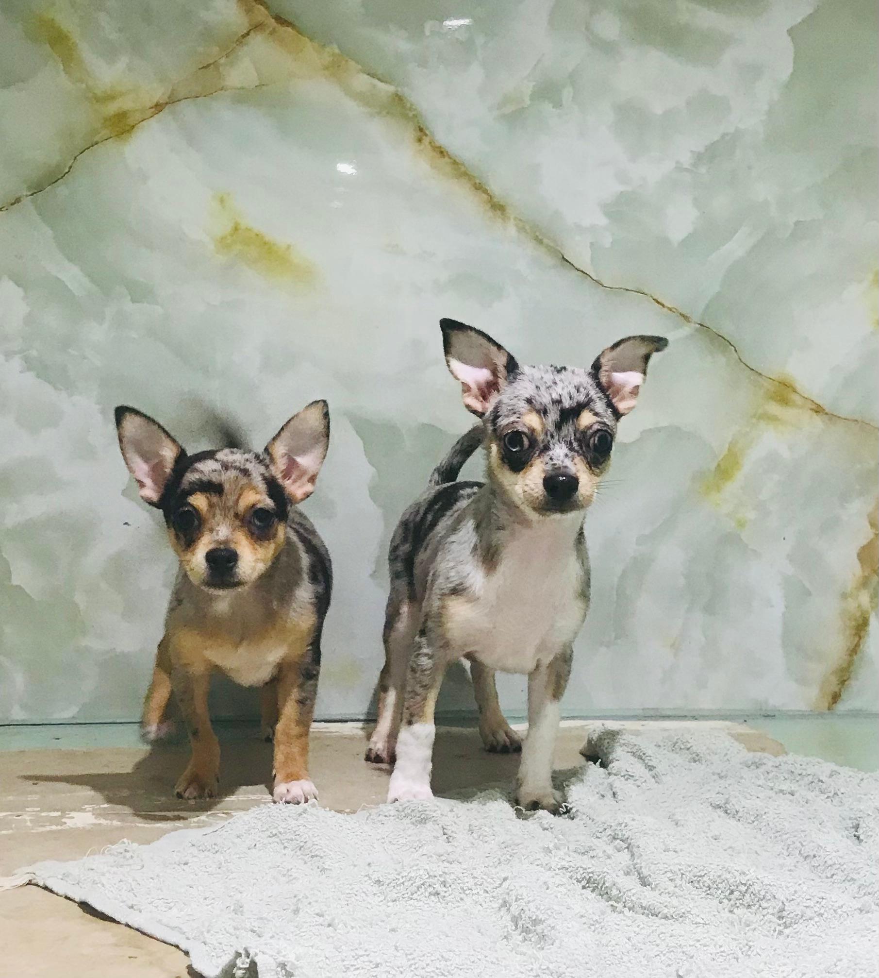 Merle Chihuahua Puppy
