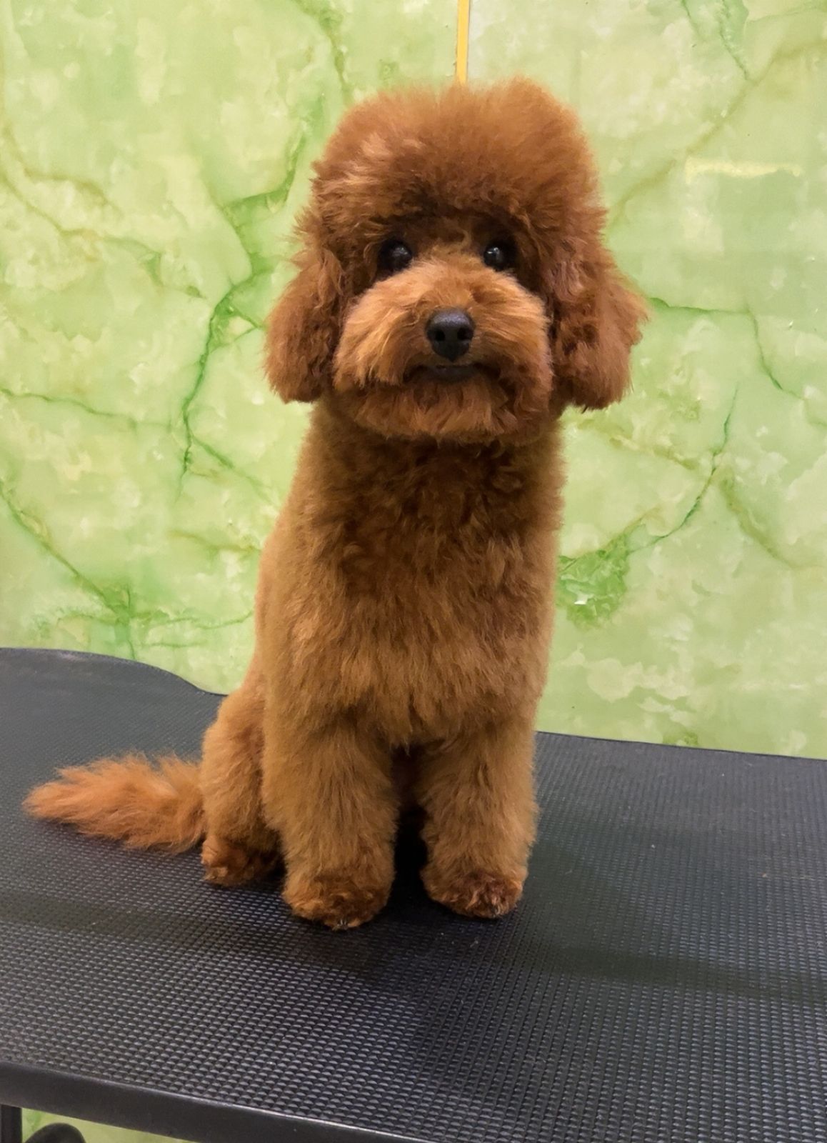 Toy Poodle