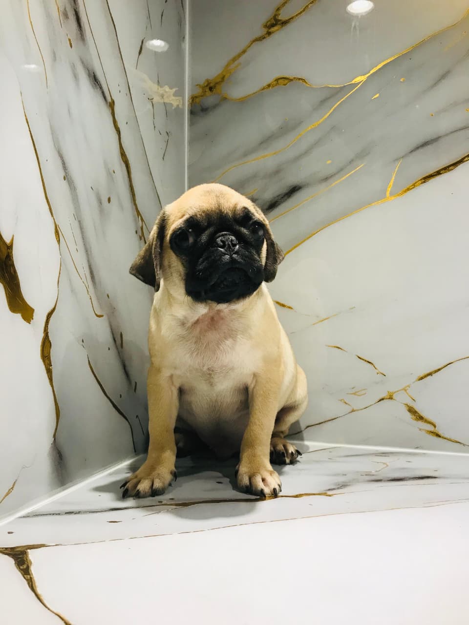 Pug Male