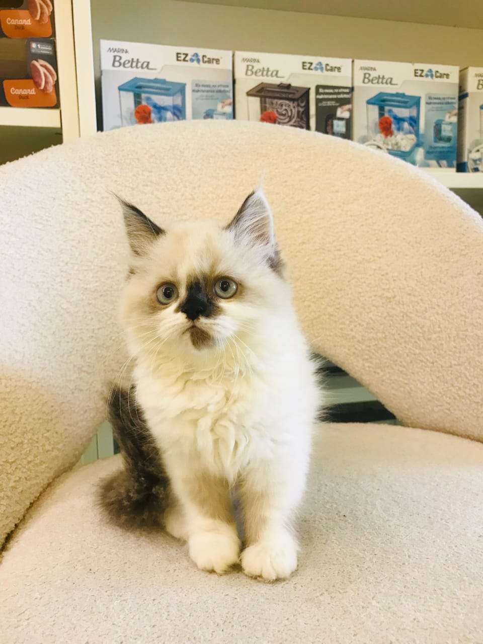 Ragdoll Kitten Male