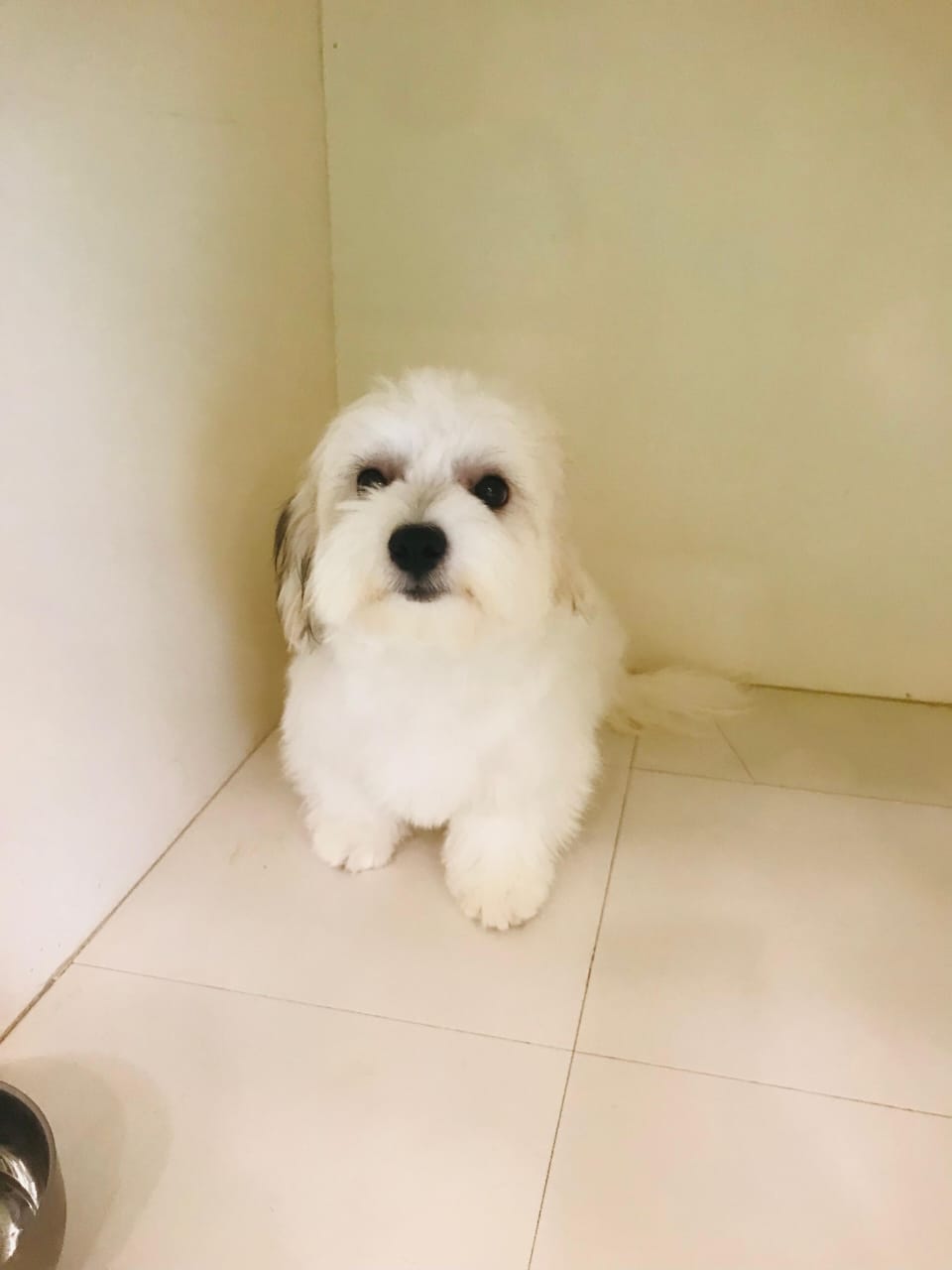 Havanese Female Puppy