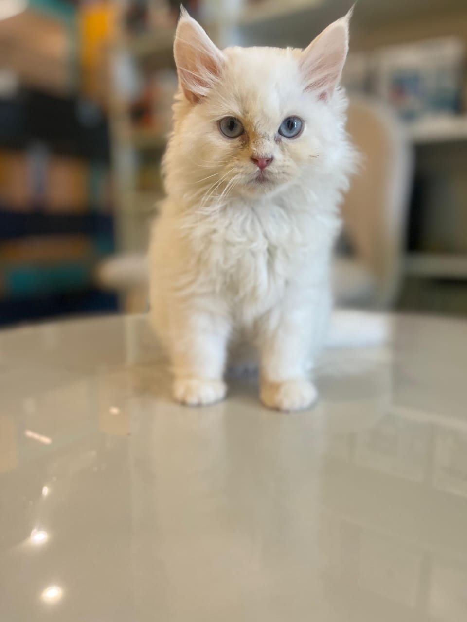 Persian Kitten