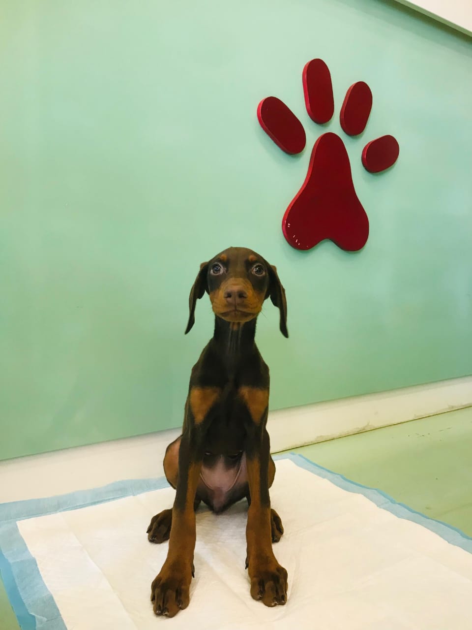 Doberman Puppies Female