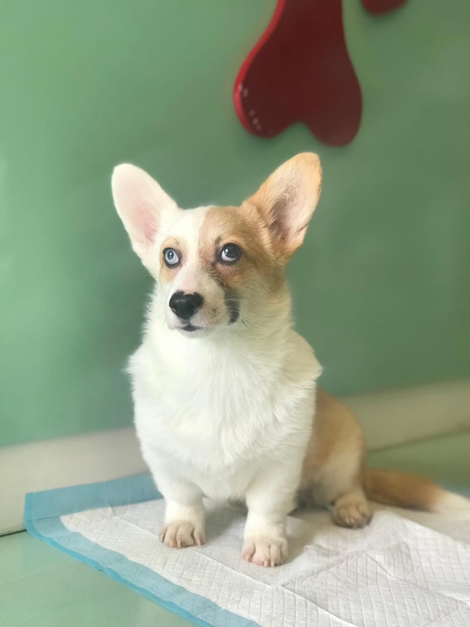 Corgi Puppy Male