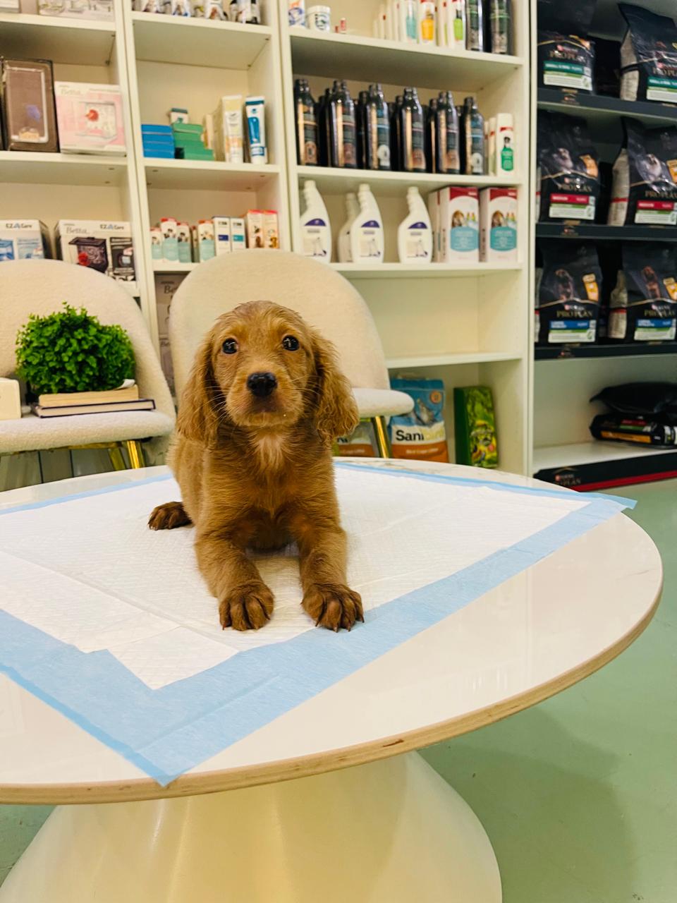 Golden Doodle Male Puppy
