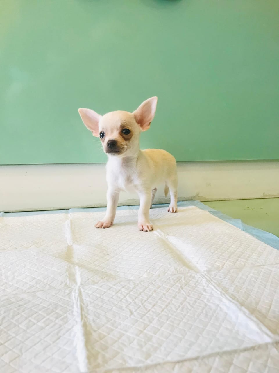 Chihuahua Female Puppy