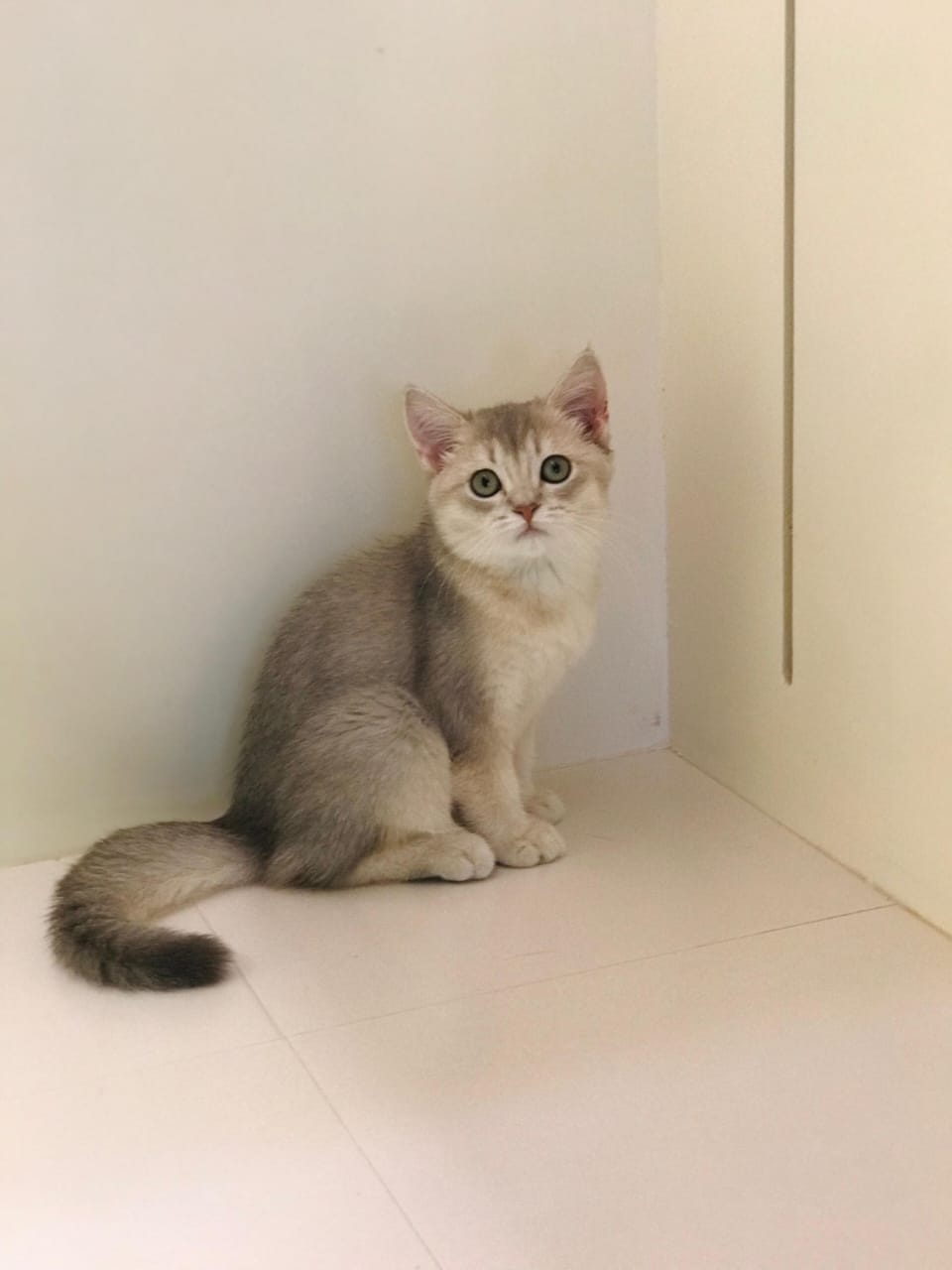 Ny12 Kitten Female