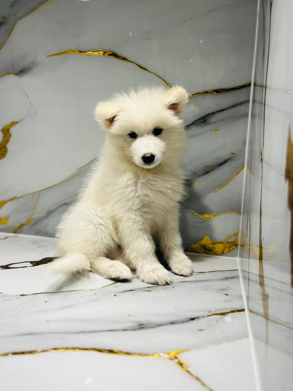 Samoyed Female Puppy