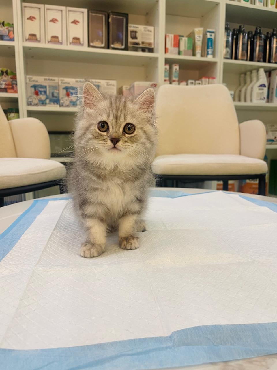 Siberian Male kitten