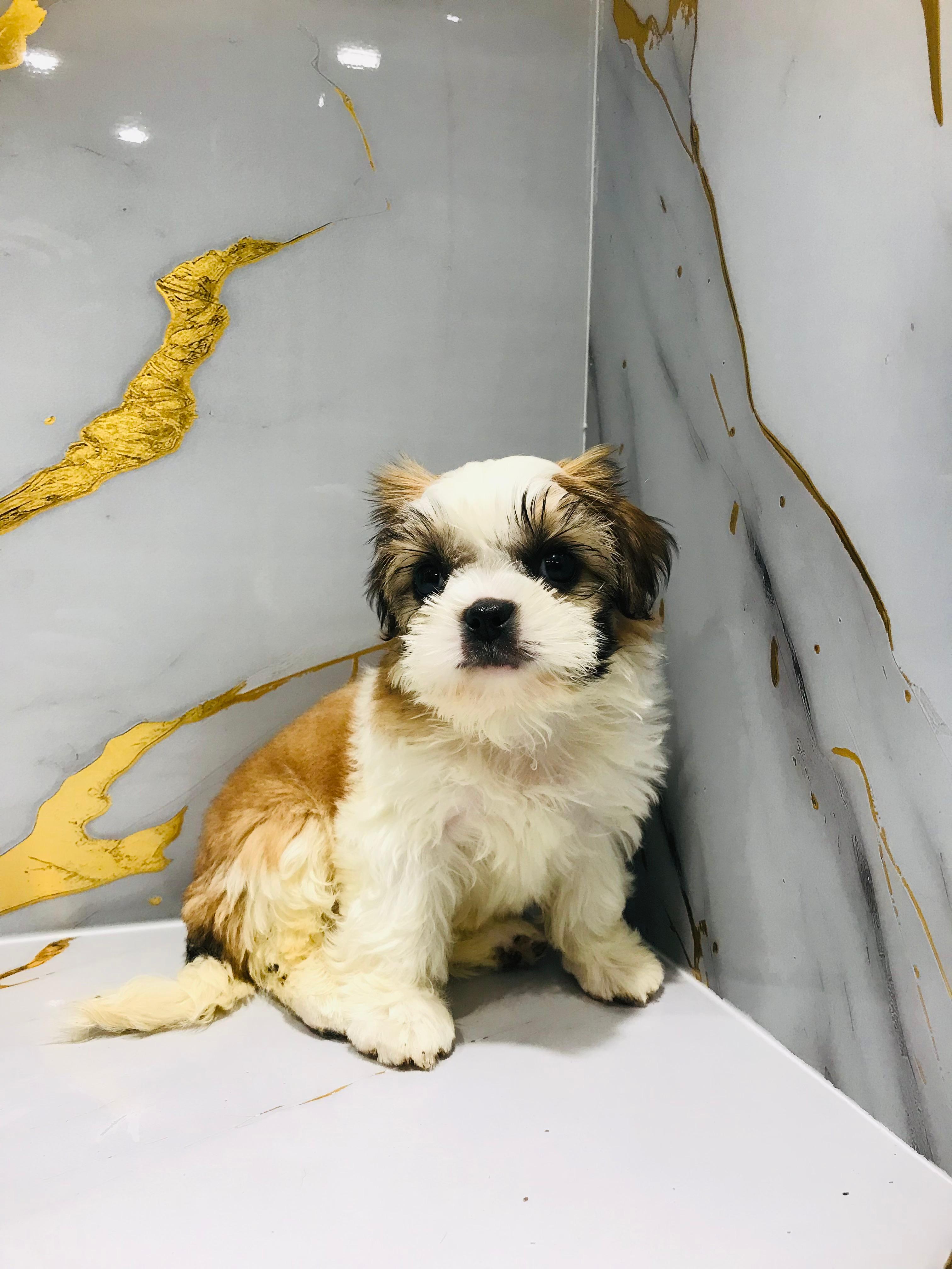 Shihtzu Puppy Female