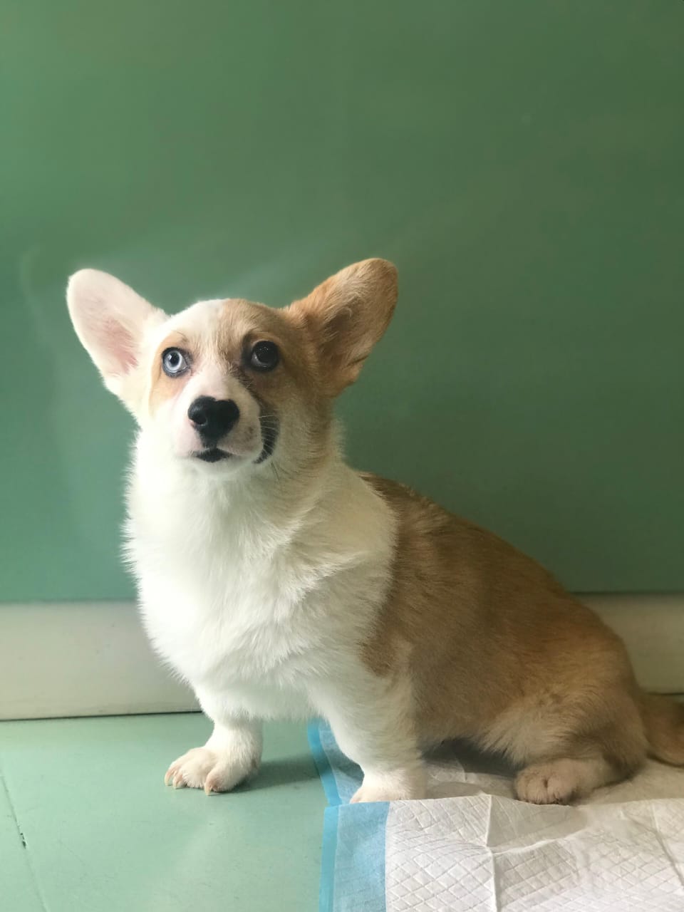 Corgi Puppy Male