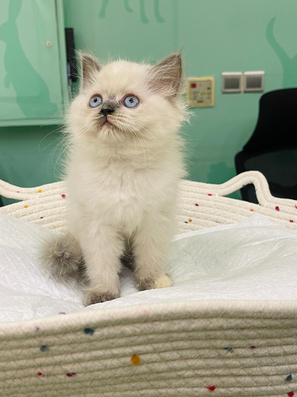 Himalayan Male Kitten