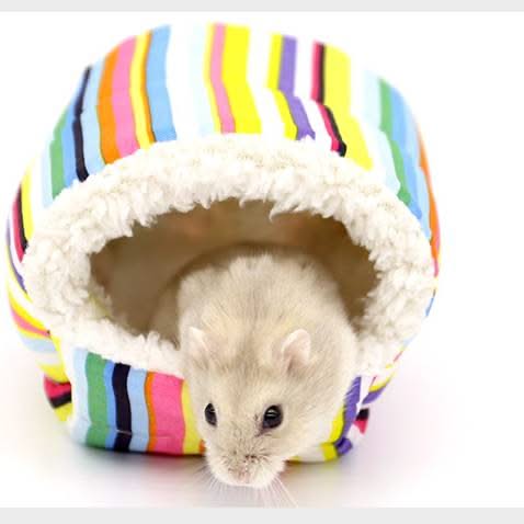 Pet hanging house