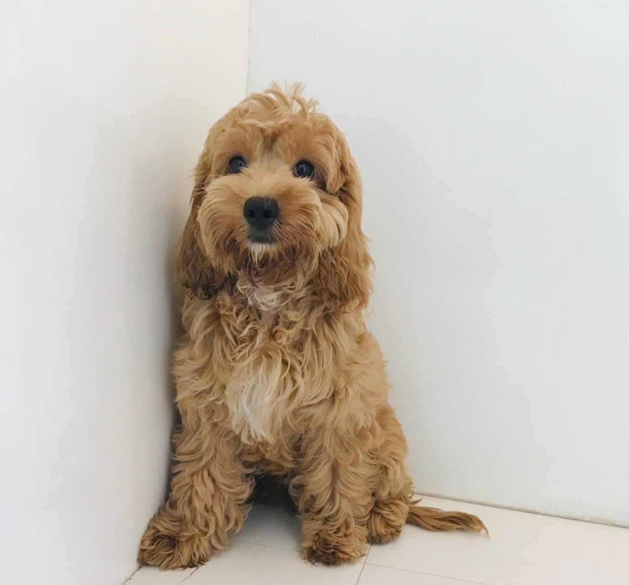Cockapoo Puppy Male