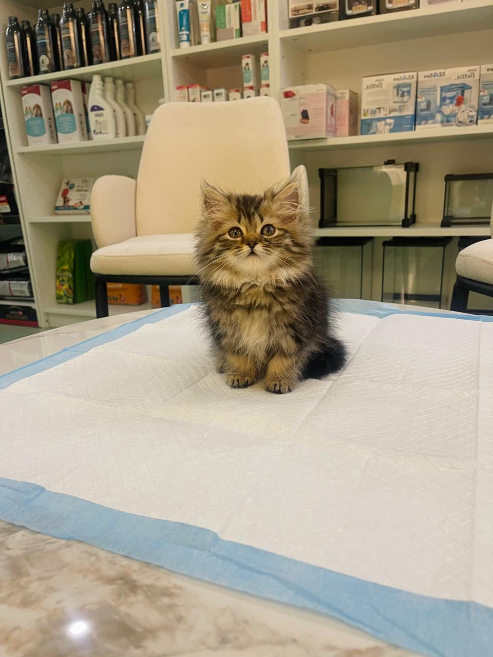 Siberian Female kitten