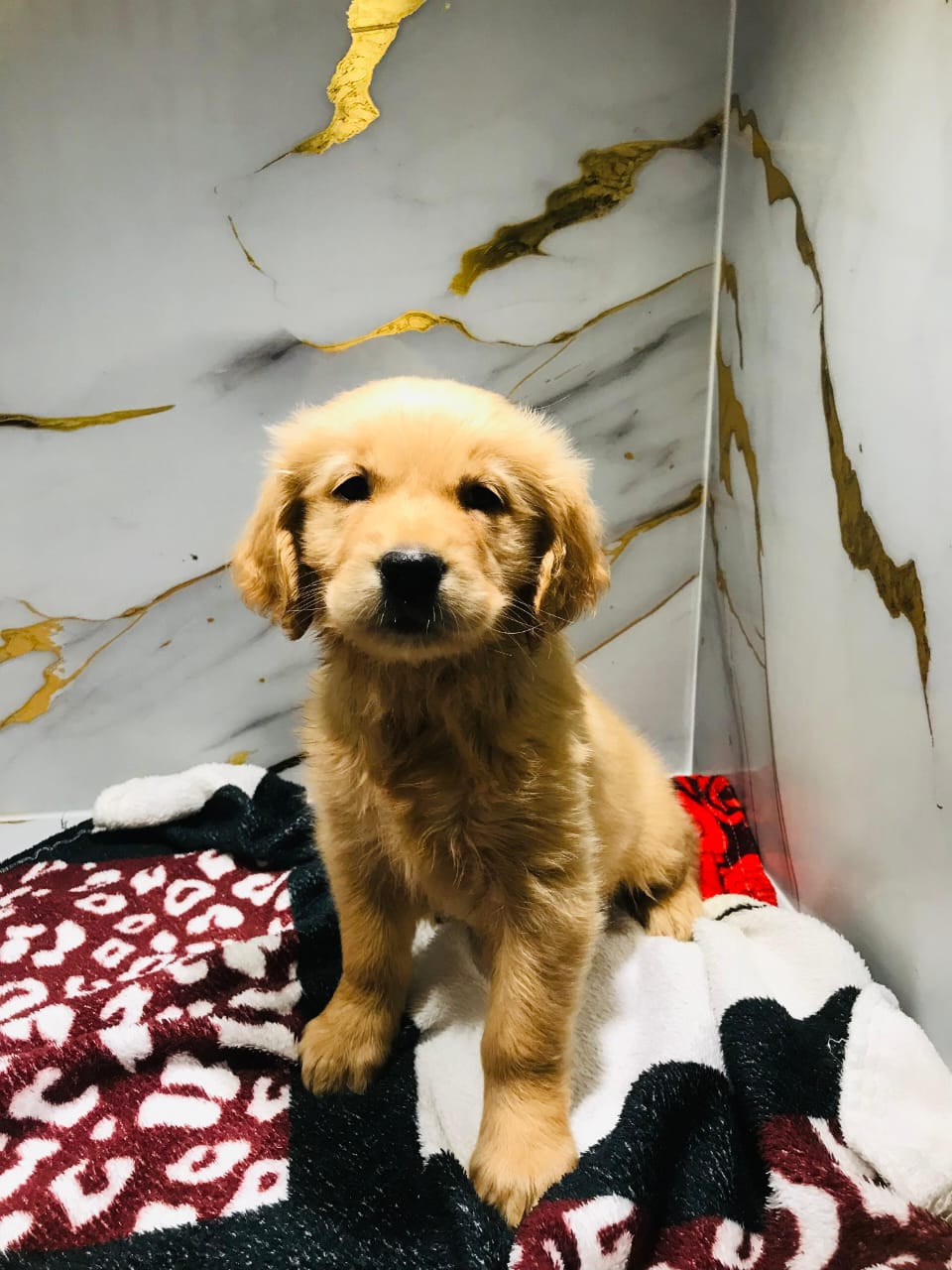 Golden Retriever Female